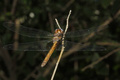 Macrothemis inacuta