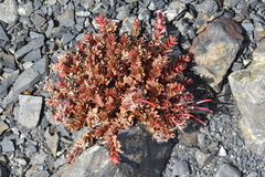 Epilobium porphyrium