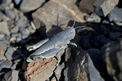 Brachaspis nivalis