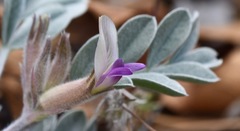 Astragalus calycosus calycosus