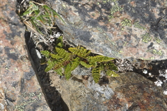 Anisotome flexuosa