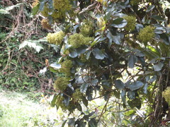Myioborus melanocephalus