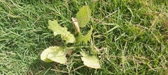 Urospermum picroides