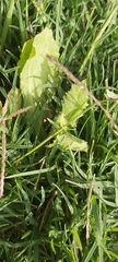 Urospermum picroides