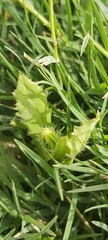 Urospermum picroides