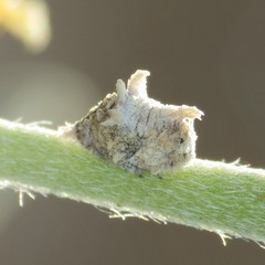 Mistharnophantia