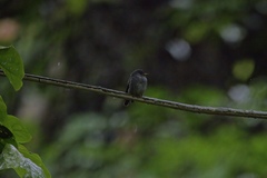 Muscicapa sethsmithi