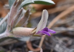 Astragalus calycosus calycosus