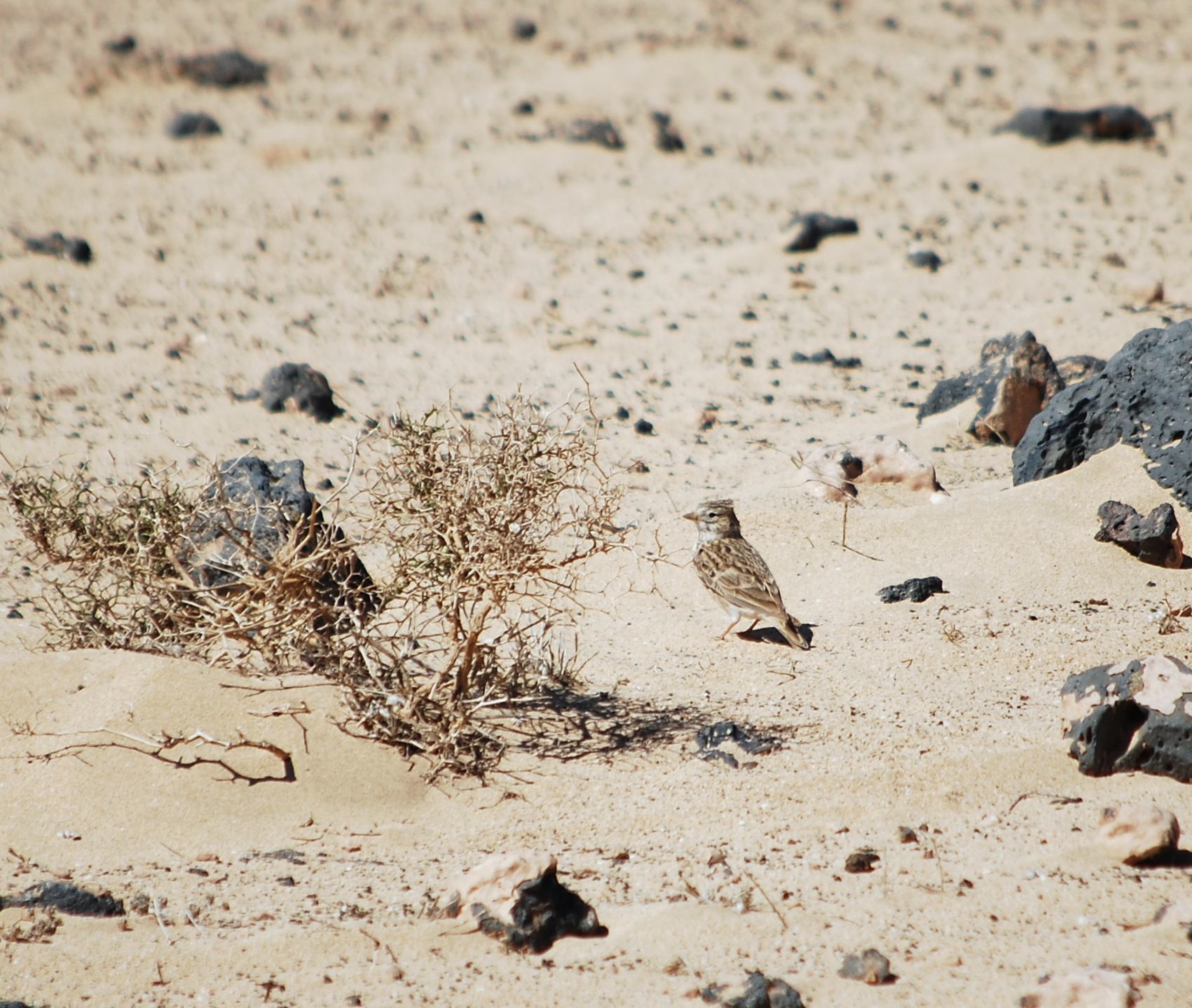 Mediterranean Short-toed Lark