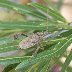 Leptoglossus zonatus