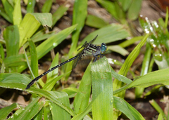 Hemigomphus theischingeri