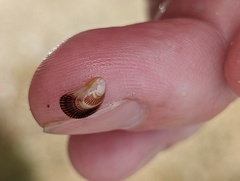 Brachidontes