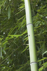 Phyllostachys viridiglaucescens