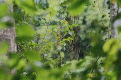 Spermophaga ruficapilla