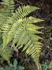 Ctenitis subglandulosa