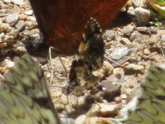 Heterusia