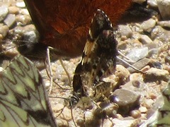 Heterusia