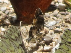 Heterusia