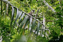 Cercopithecus ascanius