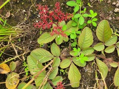 Cyphostemma vanmeelii