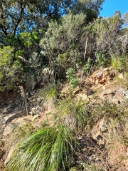 Ampelodesmos mauritanicus