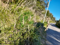 Ampelodesmos mauritanicus