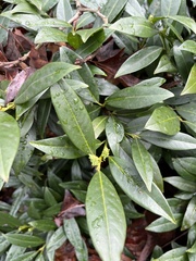 Sarcococca