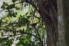 Phyllastrephus xavieri