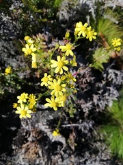 Senecio subcanescens