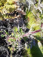 Senecio subcanescens