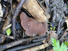 Auricularia auricula-judae