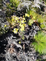 Senecio subcanescens