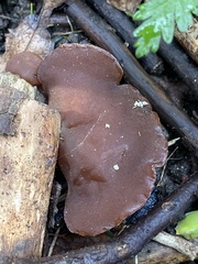 Auricularia auricula-judae