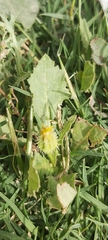 Urospermum picroides