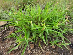 Commelina schweinfurthii