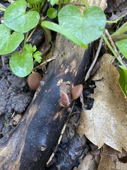 Auricularia auricula-judae