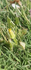 Urospermum picroides