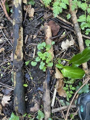 Auricularia auricula-judae