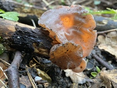 Auricularia auricula-judae