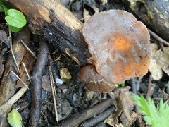 Auricularia auricula-judae