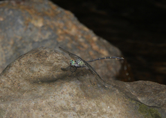 Hemigomphus theischingeri