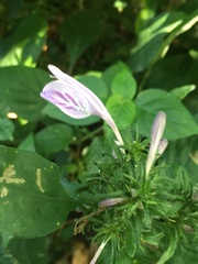 Isoglossa hypoestiflora