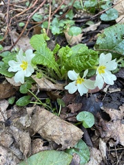 Primula vulgaris