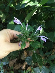 Isoglossa hypoestiflora