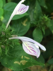 Isoglossa hypoestiflora