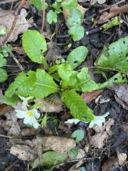 Primula vulgaris