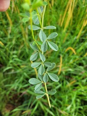 Crotalaria peschiana