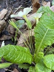 Primula vulgaris
