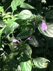 Isoglossa hypoestiflora