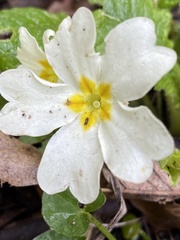 Primula vulgaris